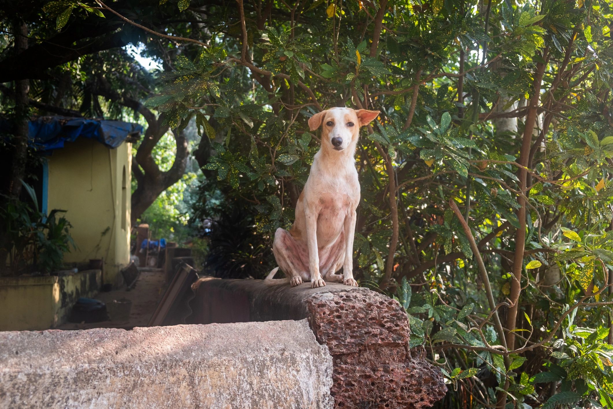 Indian rescue dog waiting for adoption