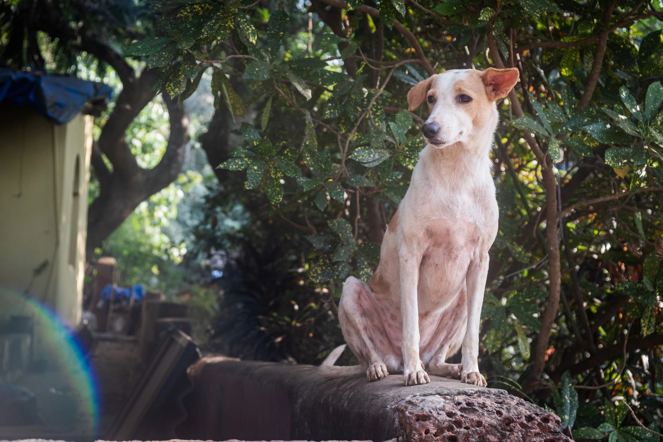 Rescued dog sitting calmly outdoors