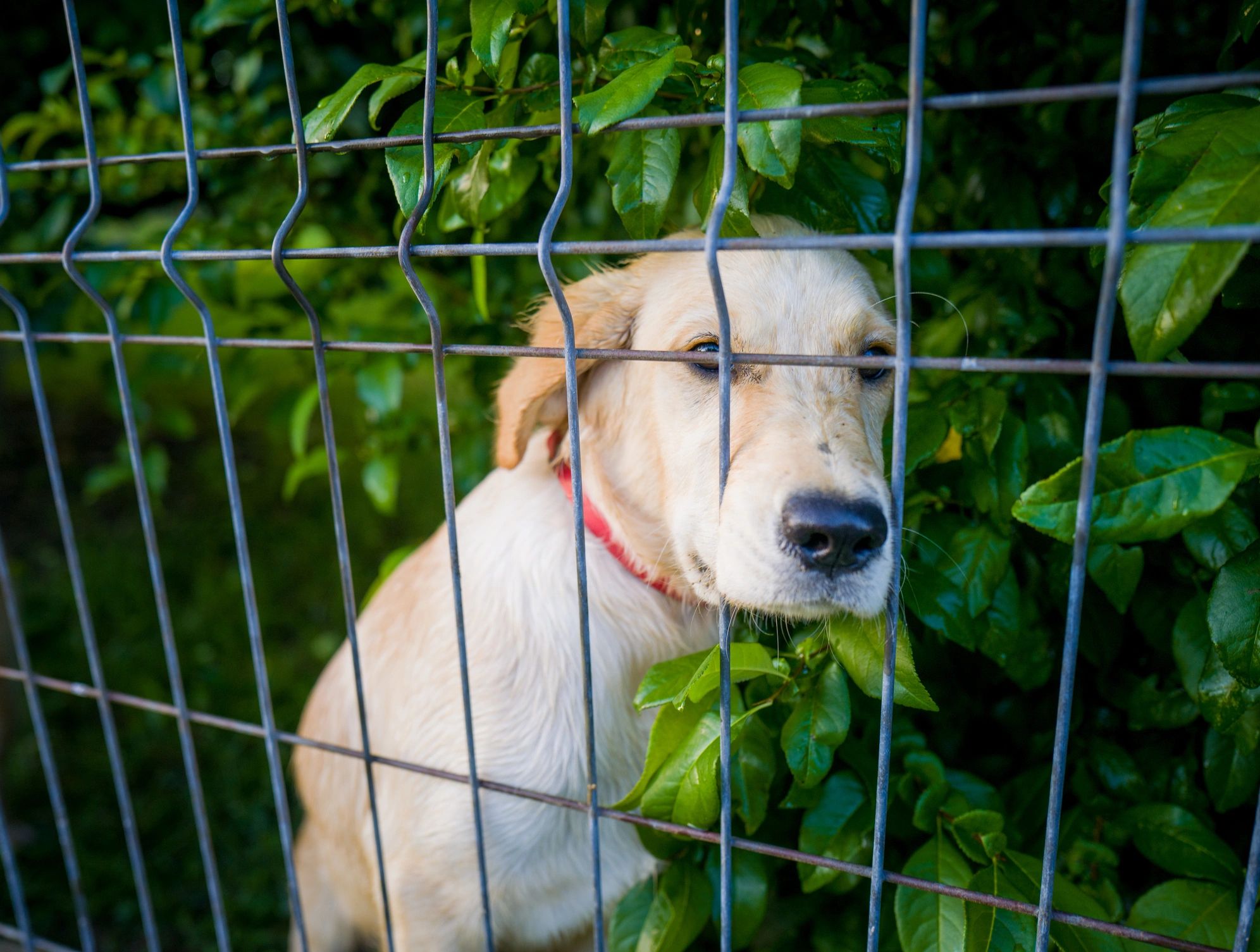 Dog behind a fence at a shelter waiting for care and adoption