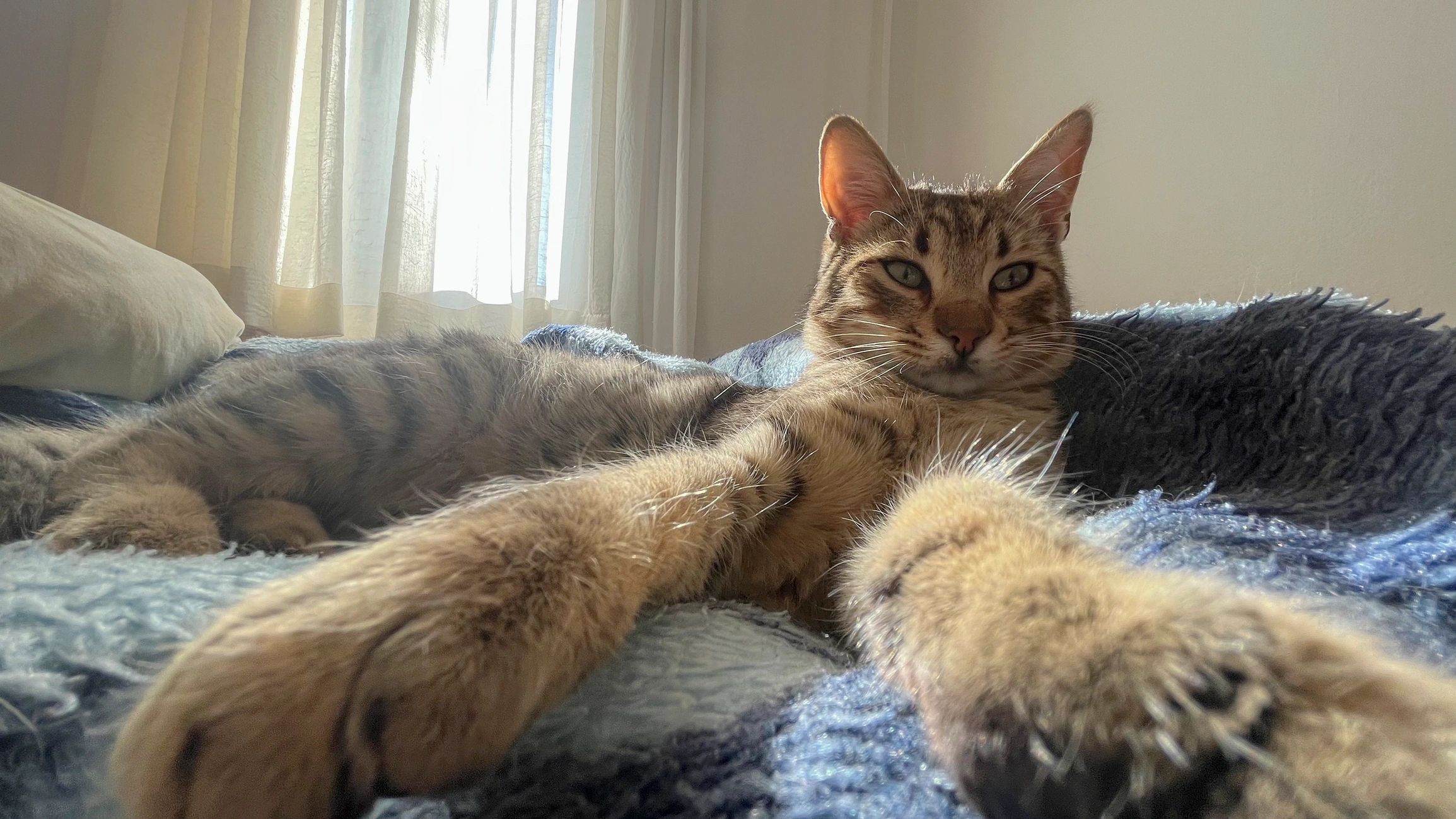 Cat waiting safely in shelter care