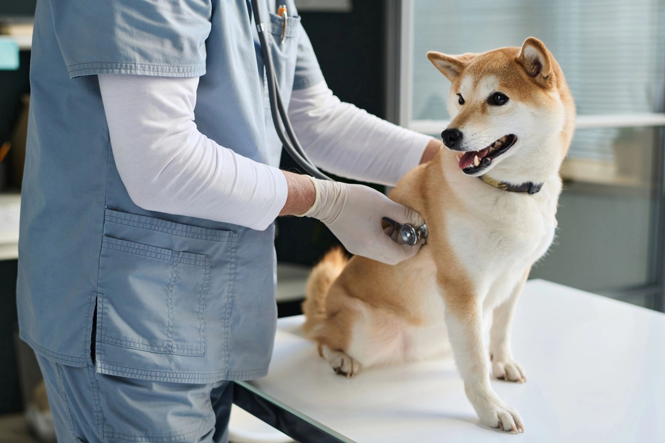 Veterinarian checking a dog during a clinic appointment