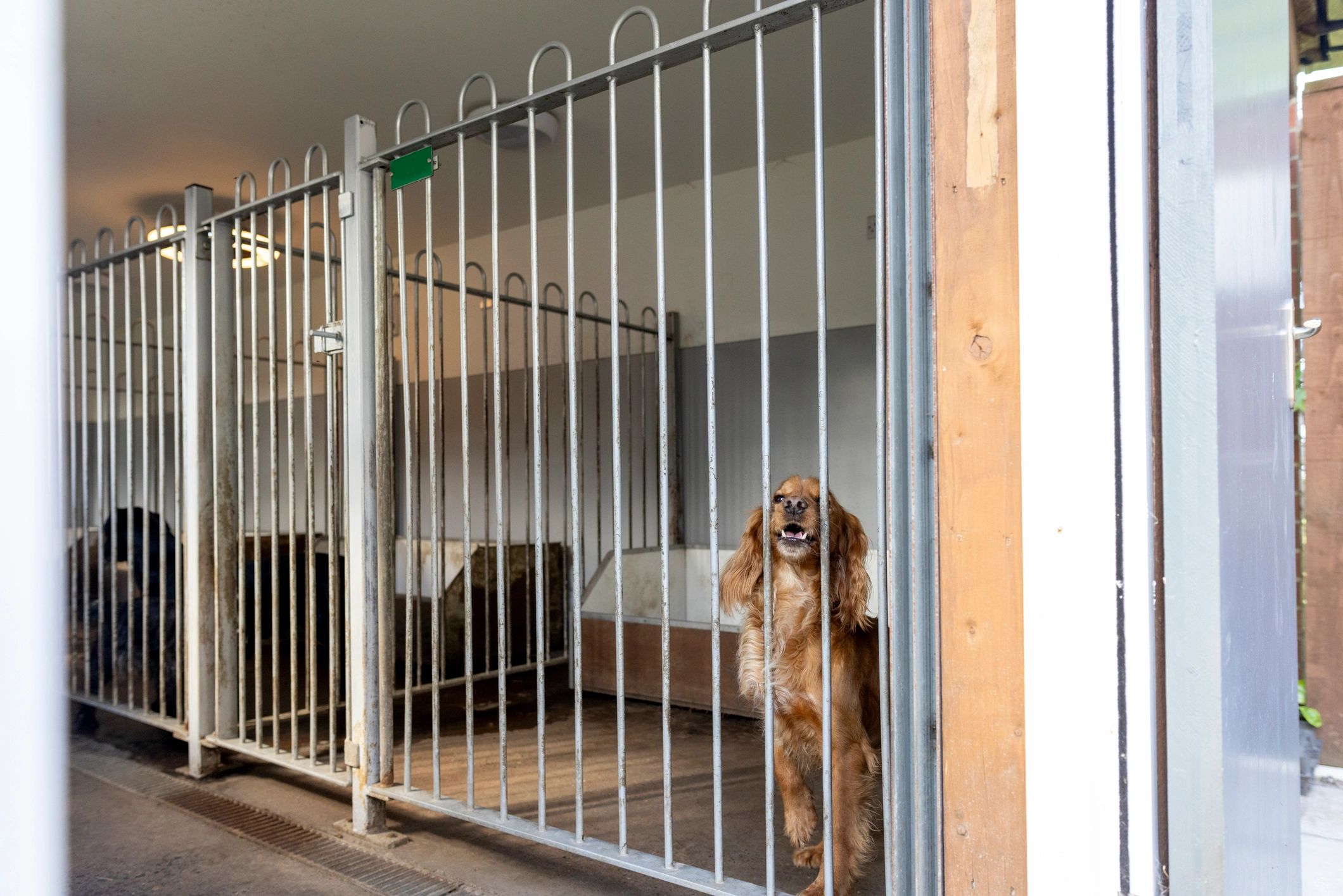 Dog looking out from shelter kennel