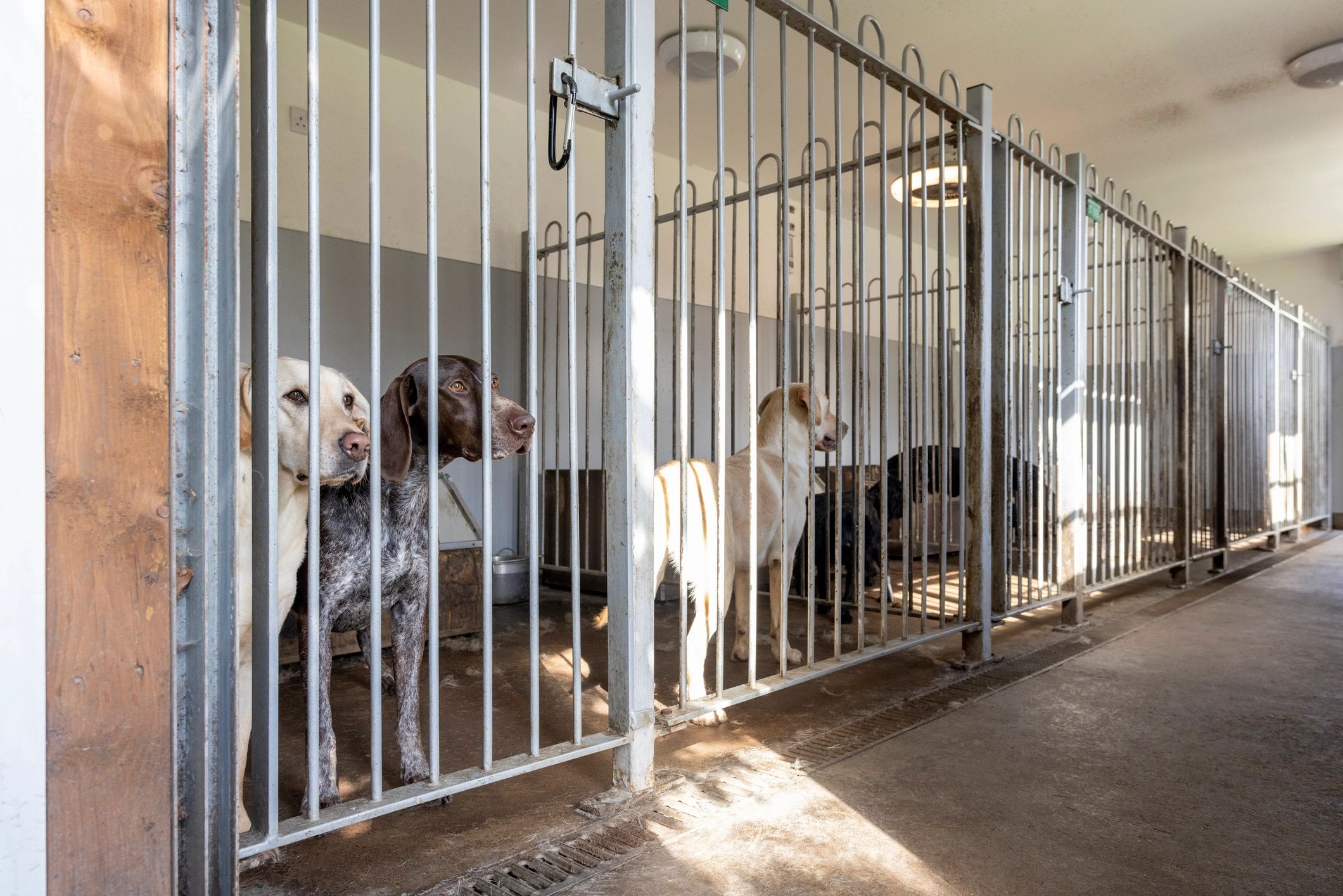 Dogs in a shelter enclosure