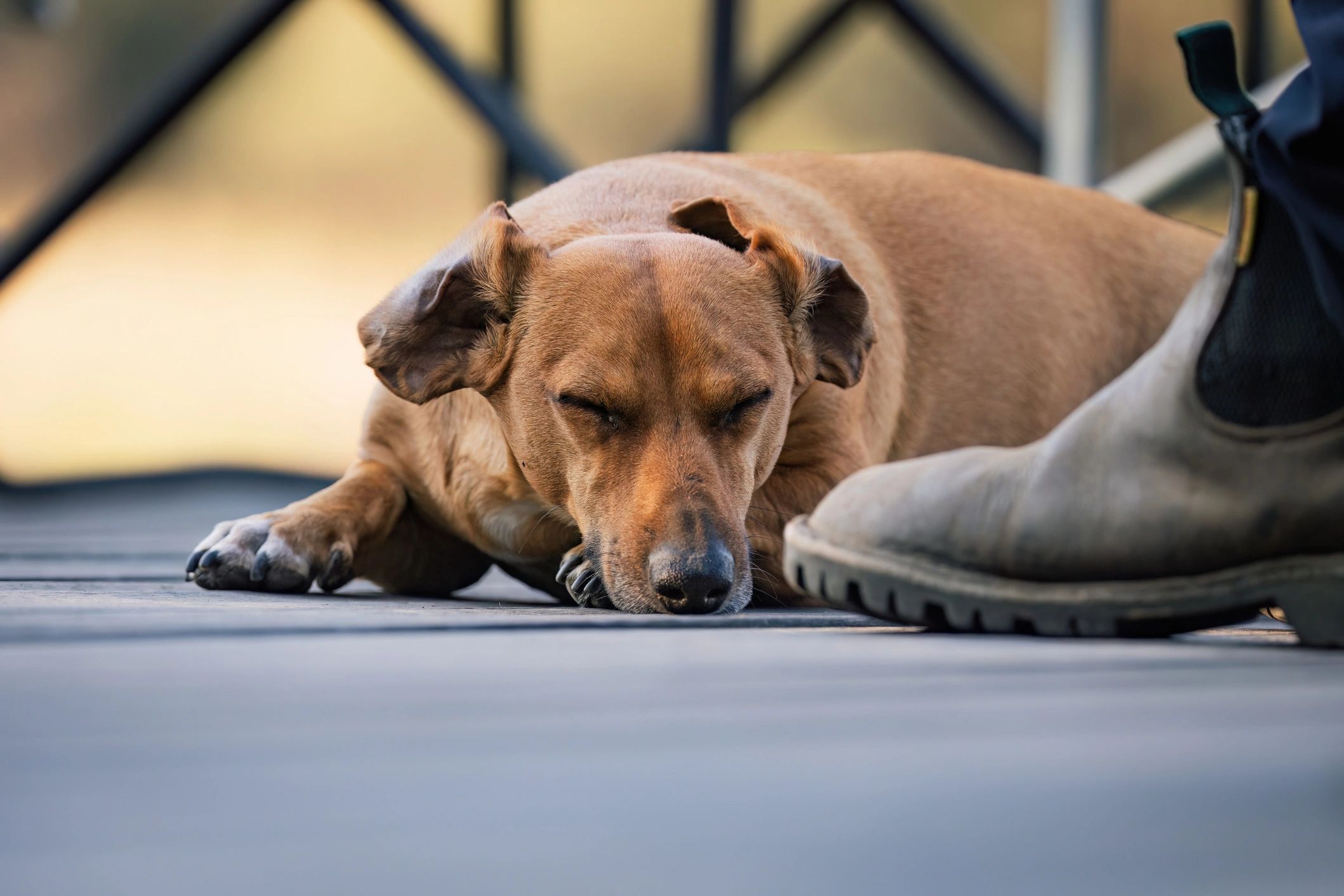 Rescued dog resting safely near a caregiver