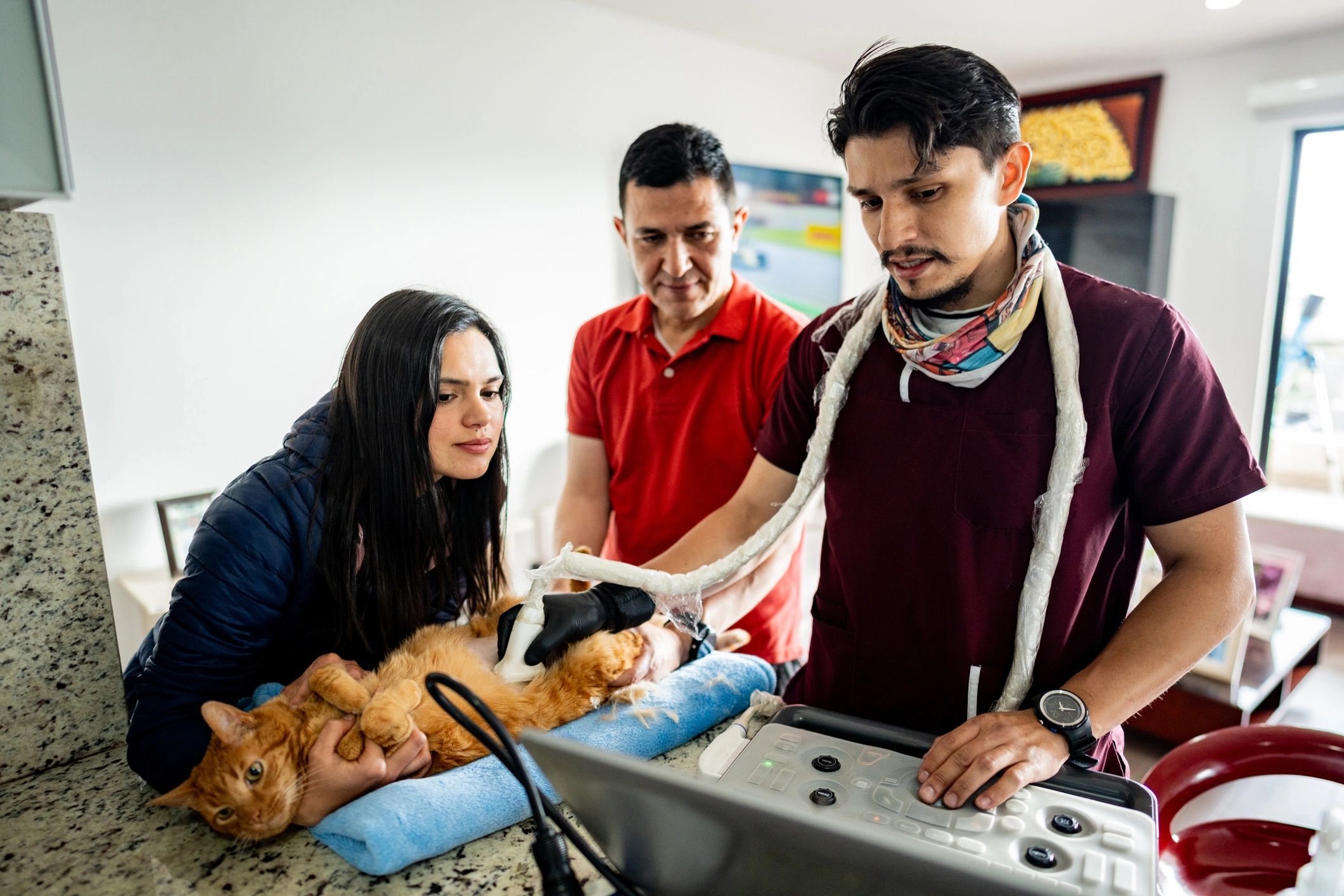 Veterinary consultation with a cat and caregivers