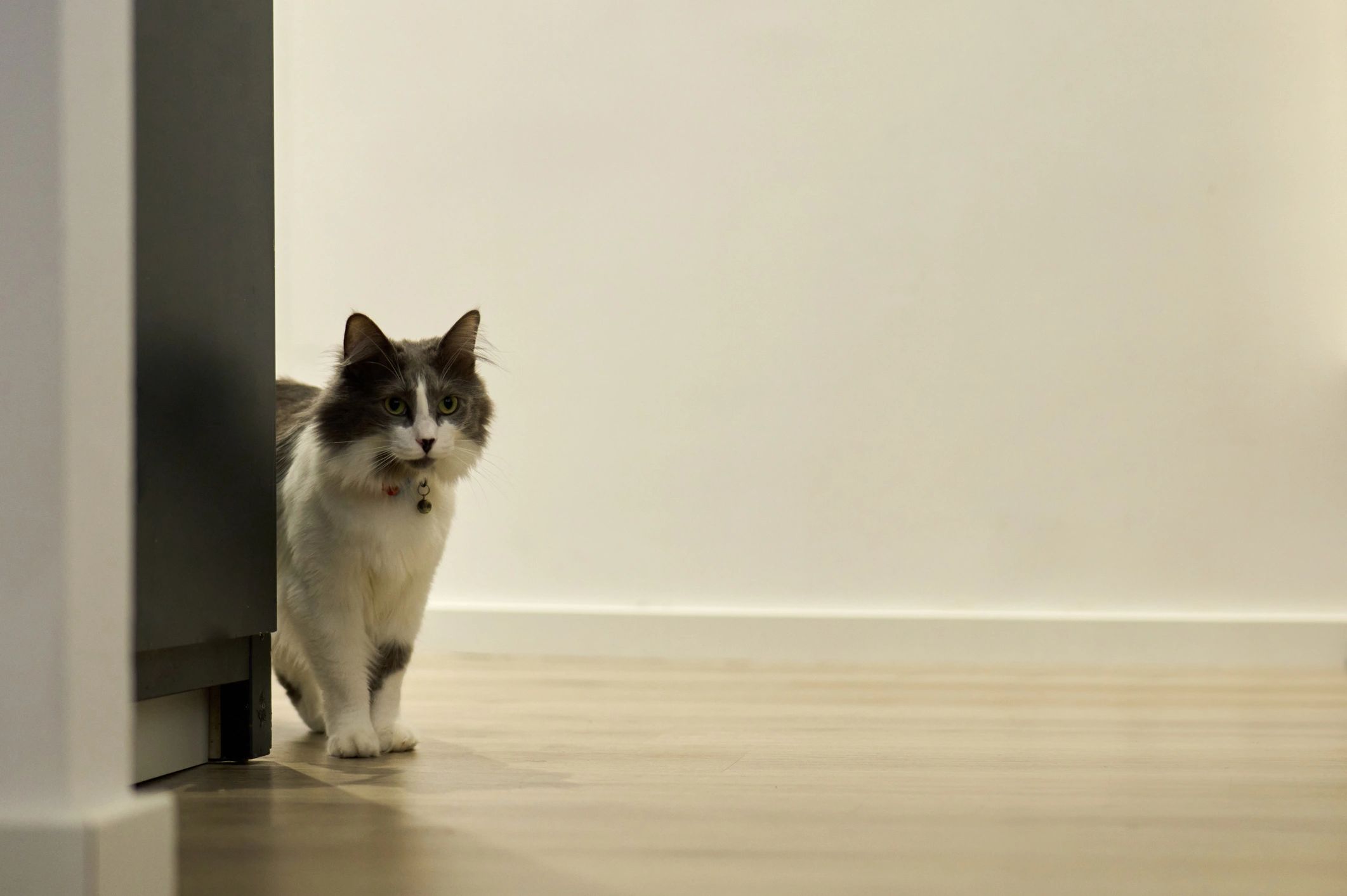 Cat waiting calmly for care and adoption