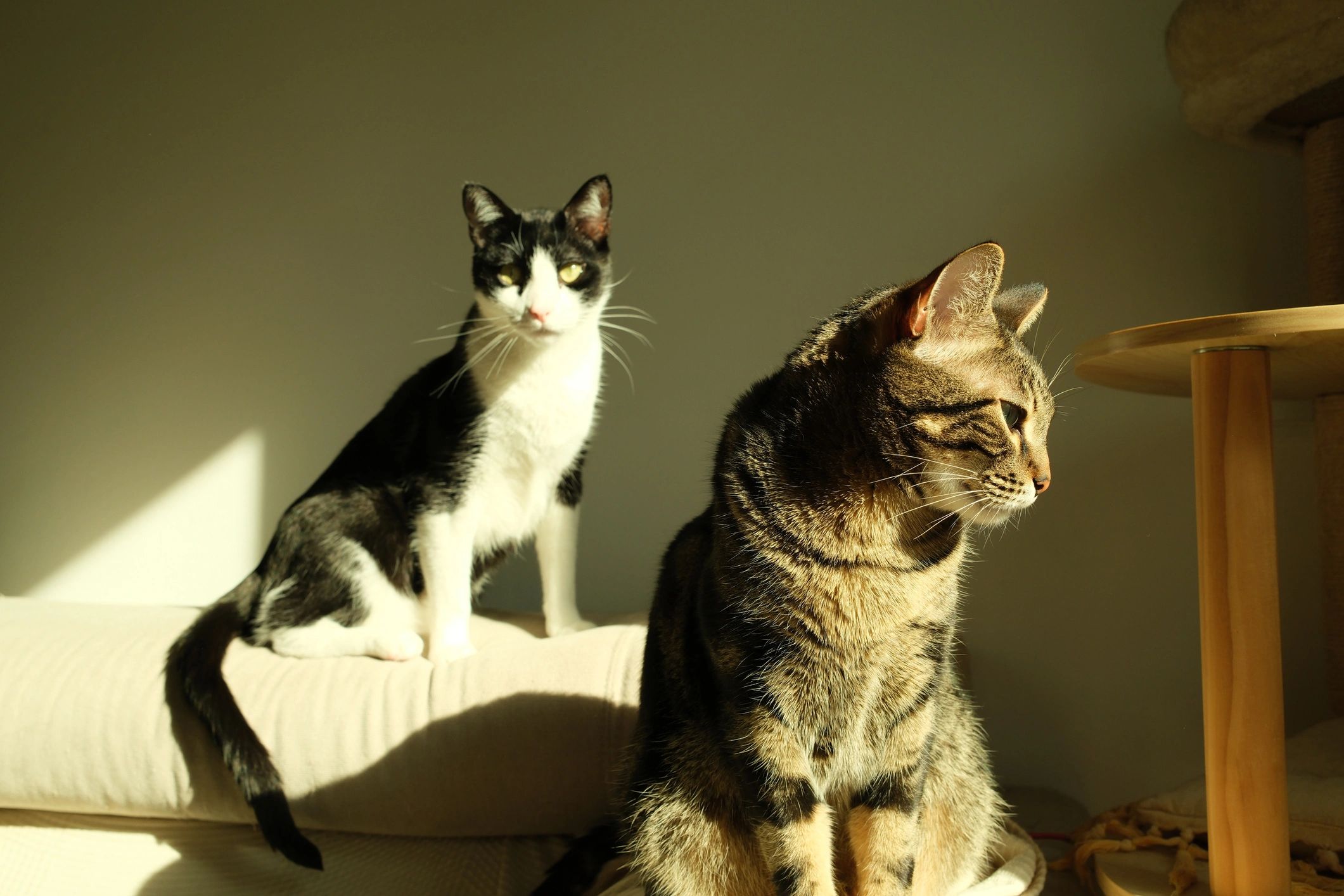 Shelter cats resting together in a calm indoor space