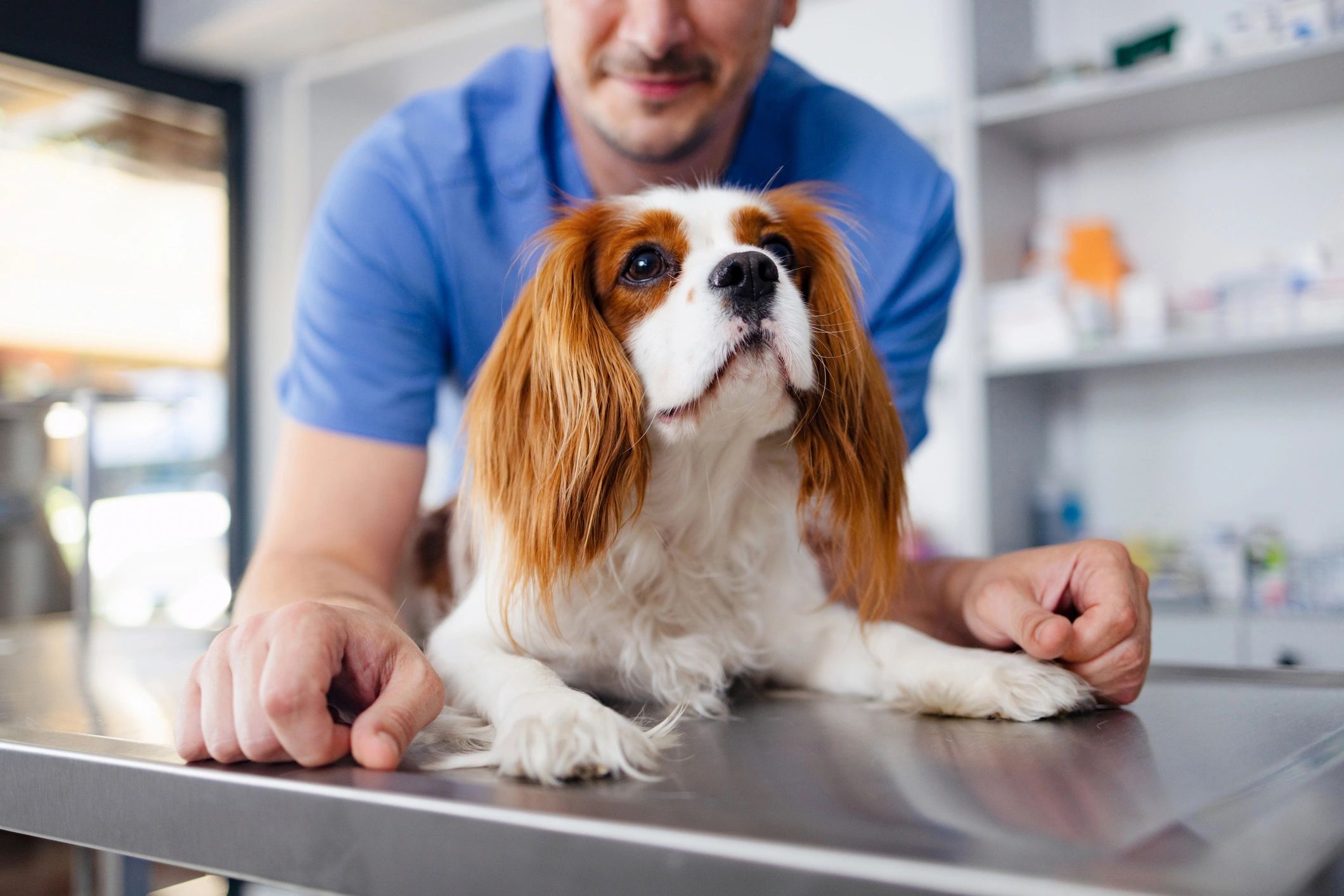 Veterinarian examining a dog in a clinic