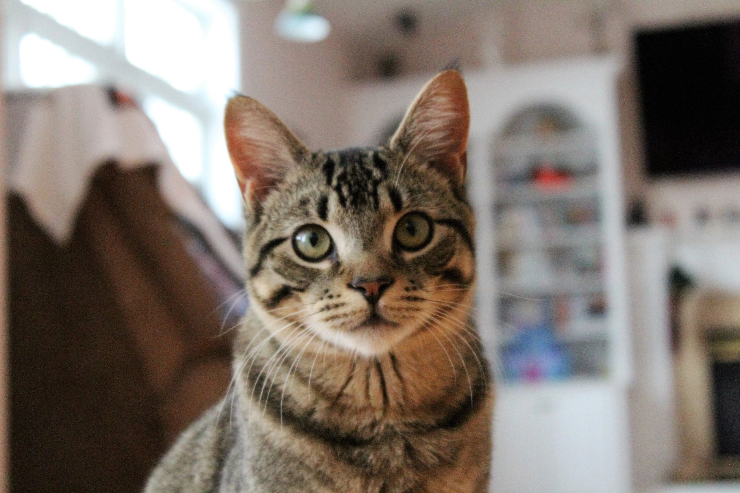Shelter cat in care
