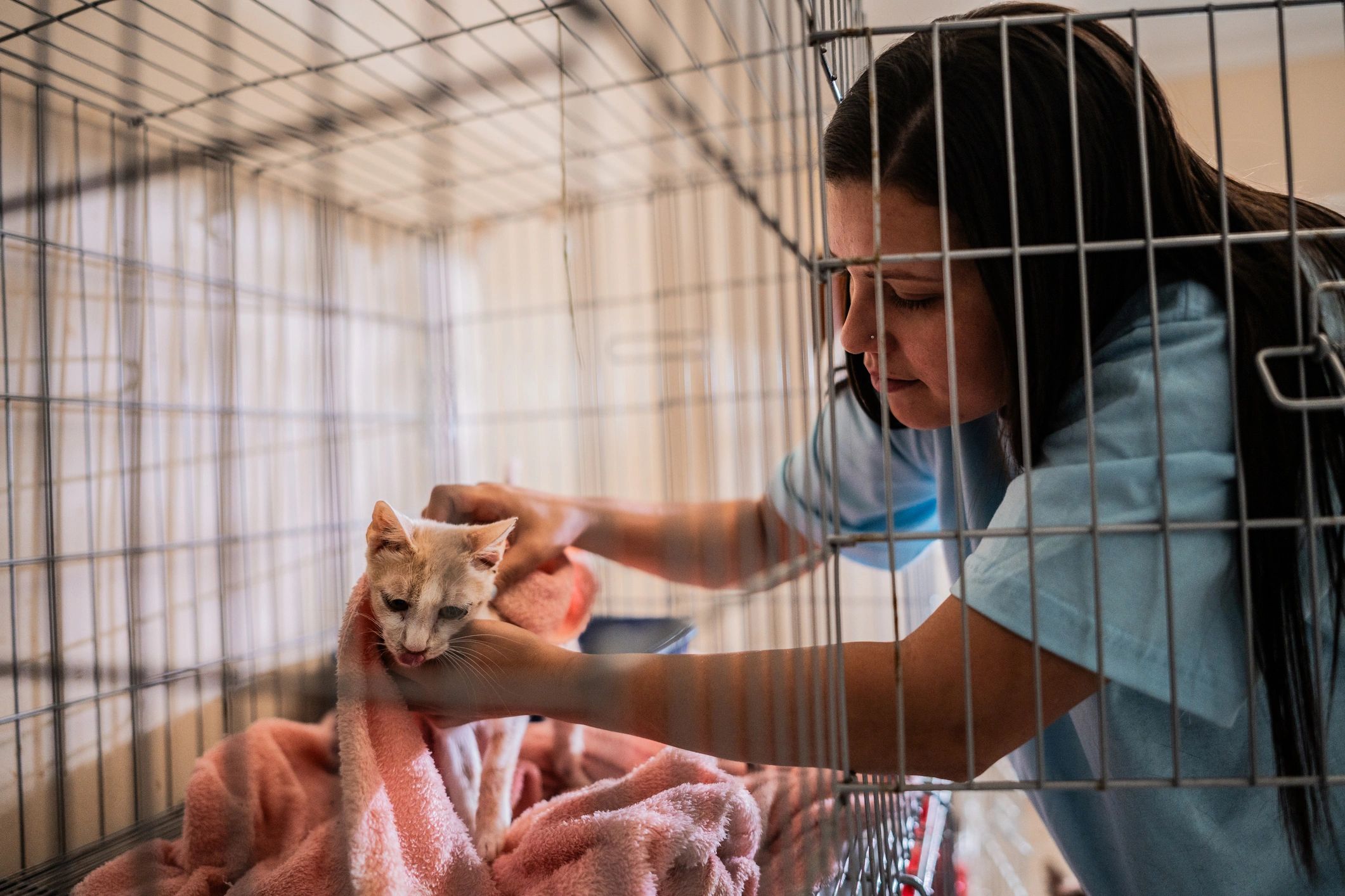 Volunteer comforting a cat at an animal shelter